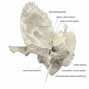 Xương Thái Dương 3D